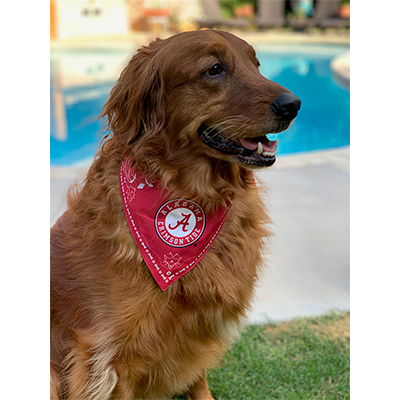 dog alabama jersey