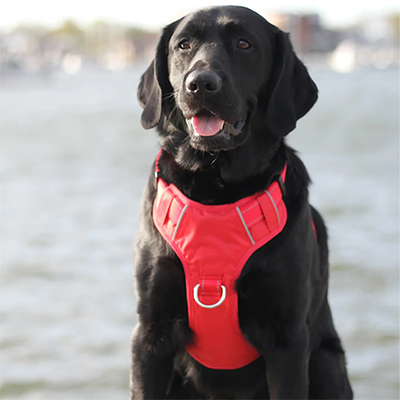 CRIMSON TIDE DOG HARNESS -  1